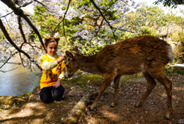 Japan_Sakura_2025 (33/79)